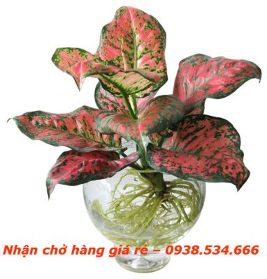 3 loại cây mang may mắn trong thiết kế nội thất văn phòng