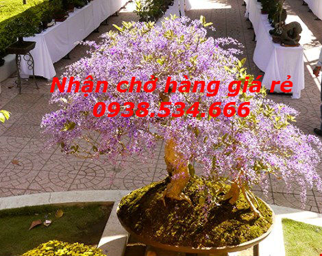 Nhận chở mai tết 2016