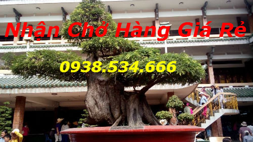 VẬN TẢI CÂY CẢNH